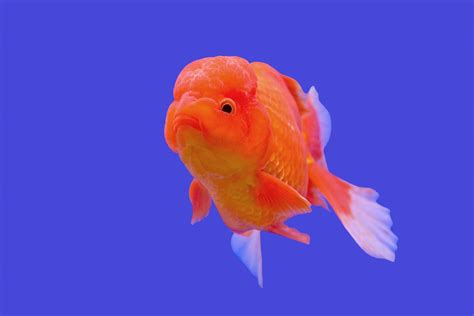 Ranchu Goldfish: Introduction & Care Guide – The Goldfish Tank.